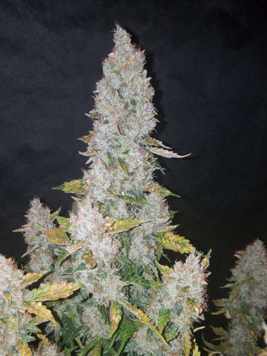 Stardawg Automatic Cannabissamen