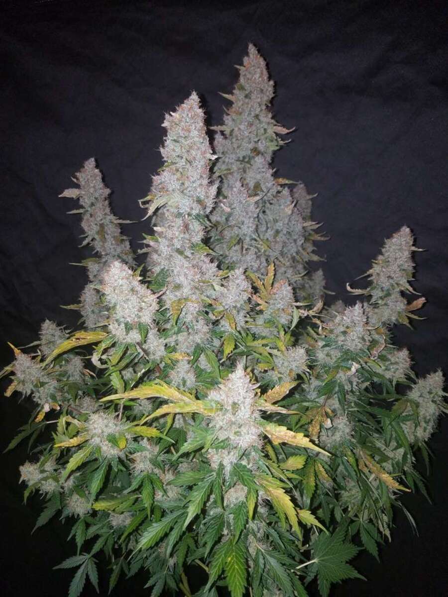 Fast Buds Stardawg automatic Hanfsamen