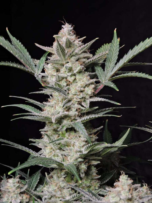 Strawberry Gorilla Automatic Cannabissamen