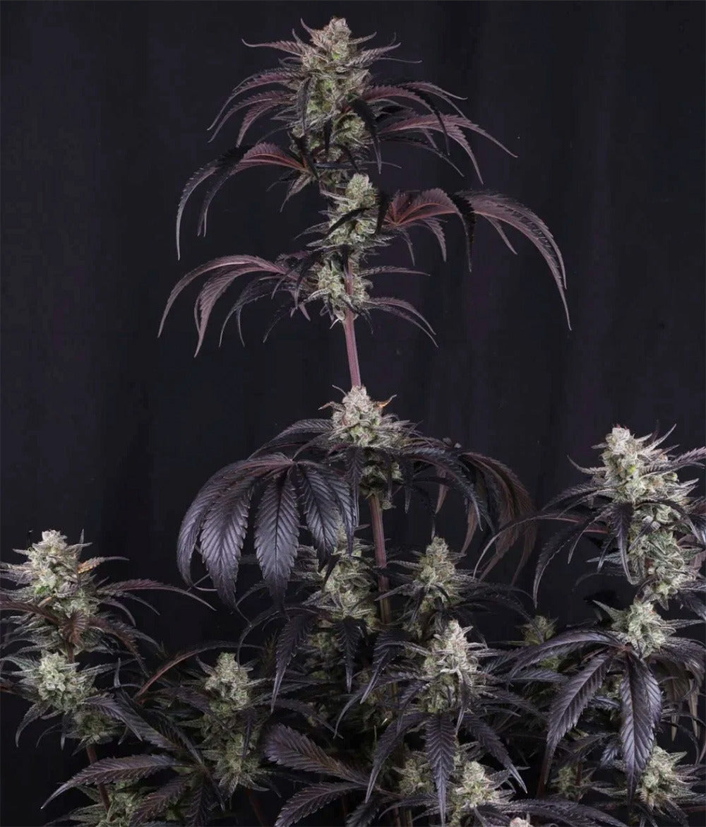 420 FastBuds Strawberry Gorilla RF3 Automatic Hanfsamen