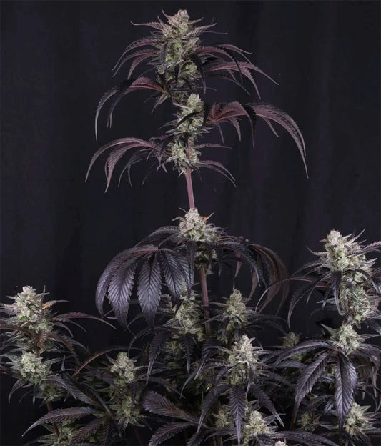420 FastBuds Strawberry Gorilla RF3 Automatic Hanfsamen