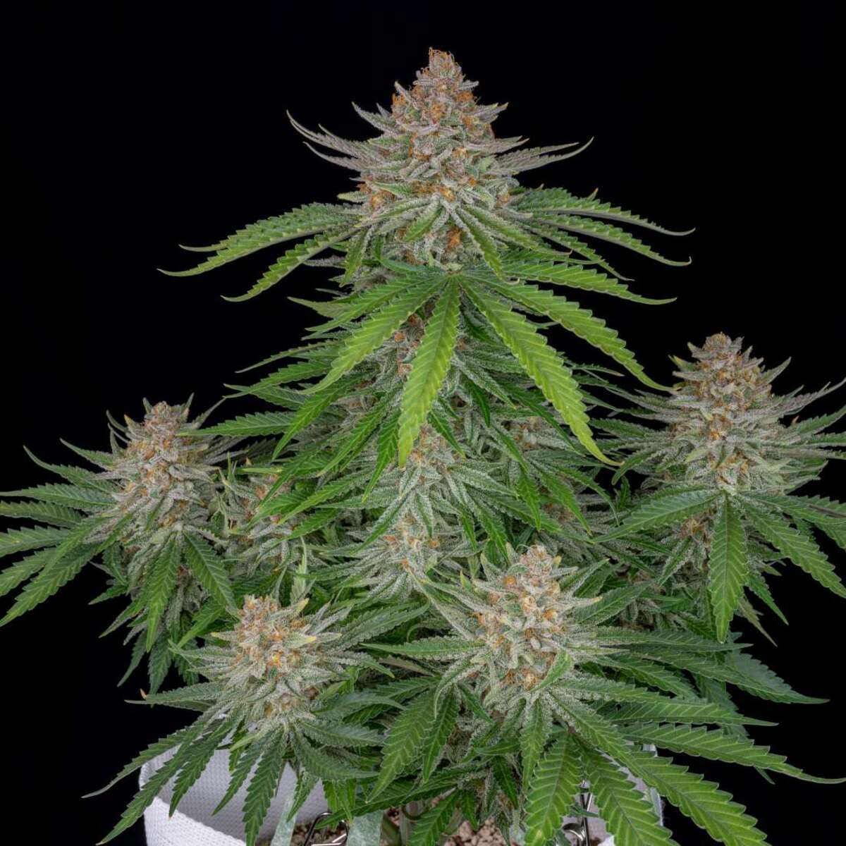 Fast Buds Strawberry Pie automatic Hanfsamen 