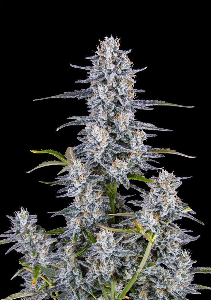 420 FastBuds Super Boof Automatic Hanfsamen