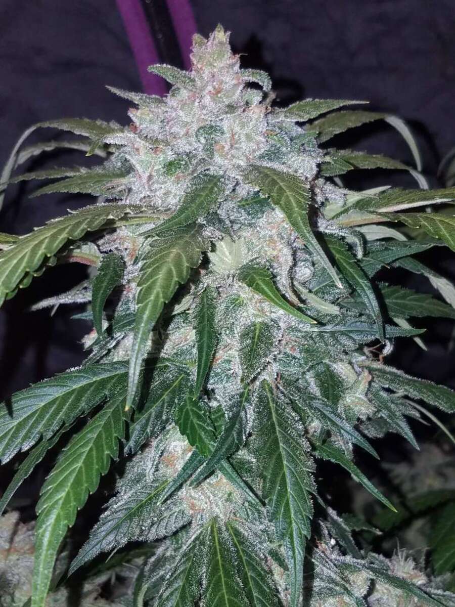 Fast Buds Tangie automatic Hanfsamen