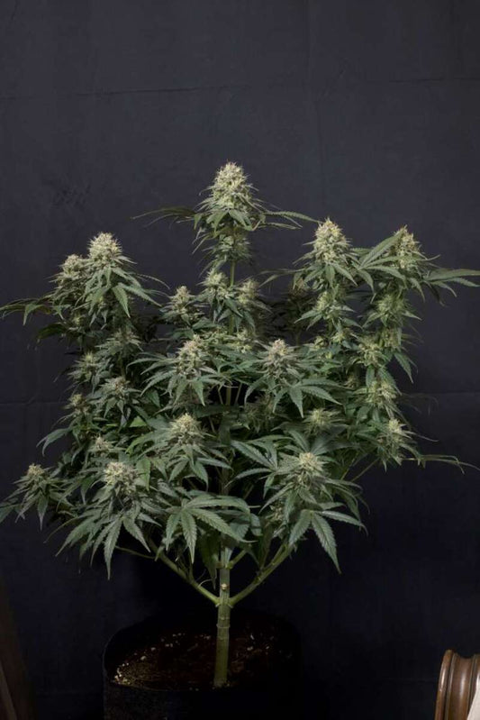 Tropicana Cookies Fast feminisierte Cannabissamen