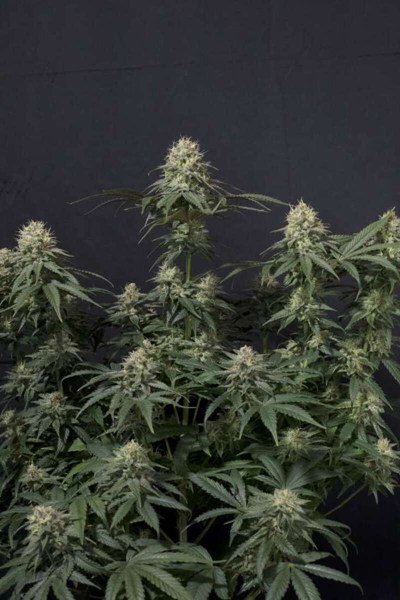 Fast Buds Tropicana Cookies FF Feminisierte Hanfsamen 