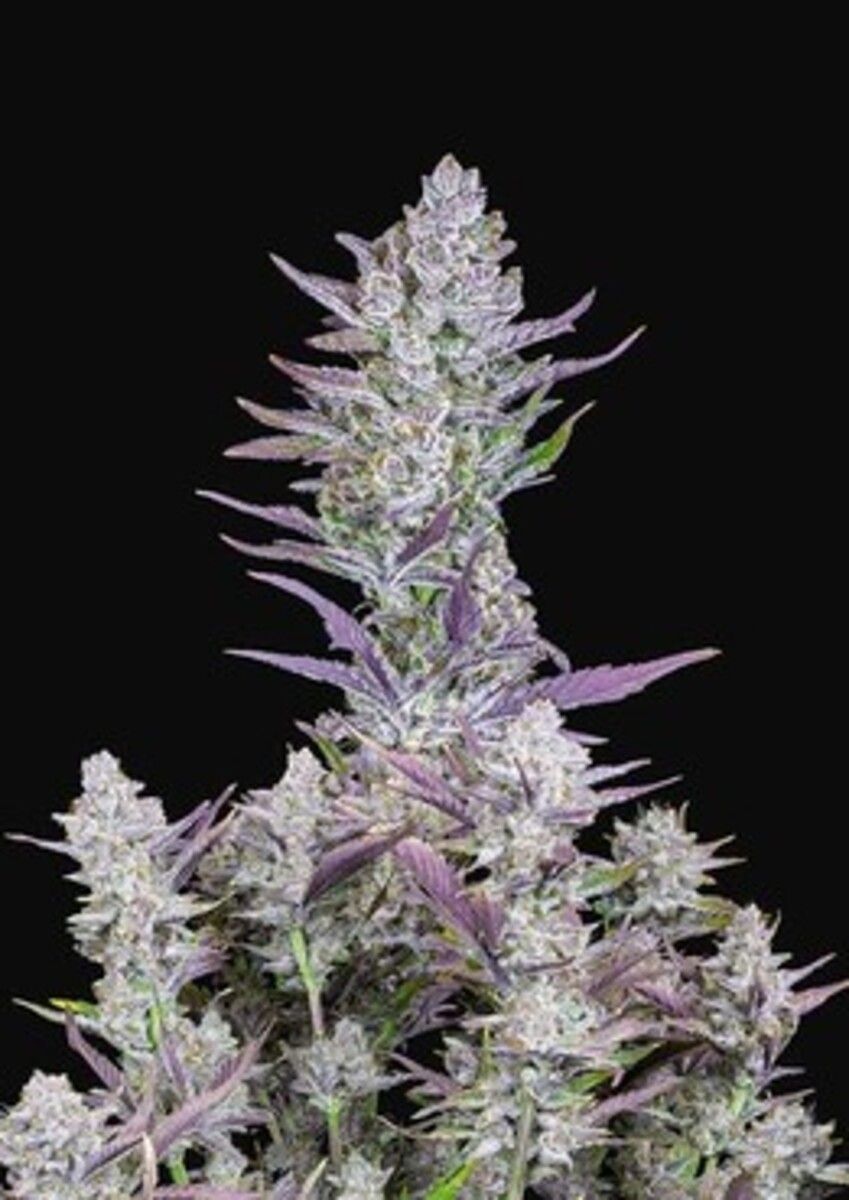 Wedding Glue Automatic Cannabissamen