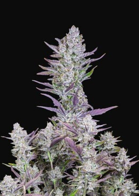 Wedding Glue Automatic Cannabissamen