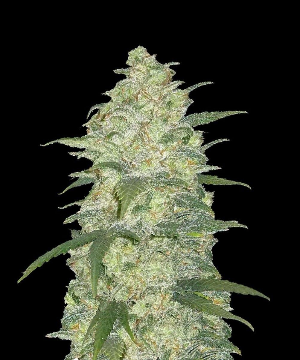 Original White Widow Automatic Cannabissamen