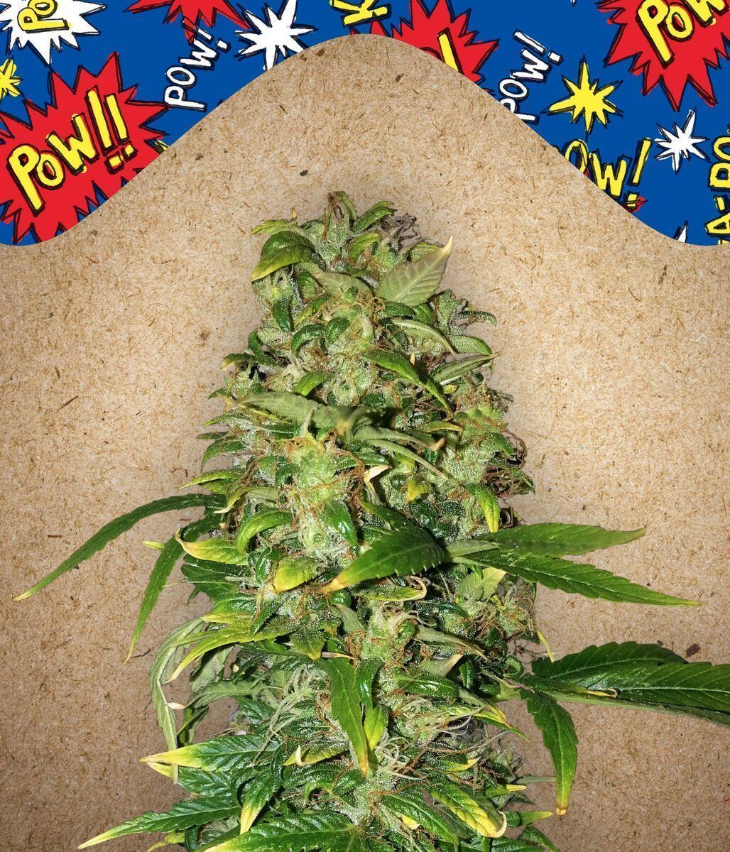 Automatic Cannabissamen AK