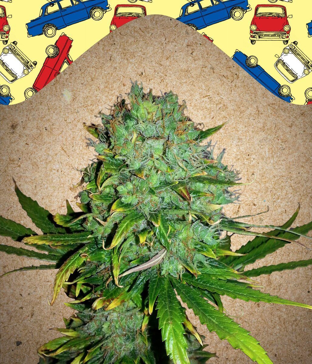 Automatic Cannabissamen NL (Northern Lights)