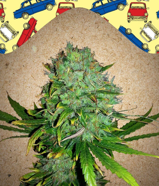 Automatic Cannabissamen NL (Northern Lights)