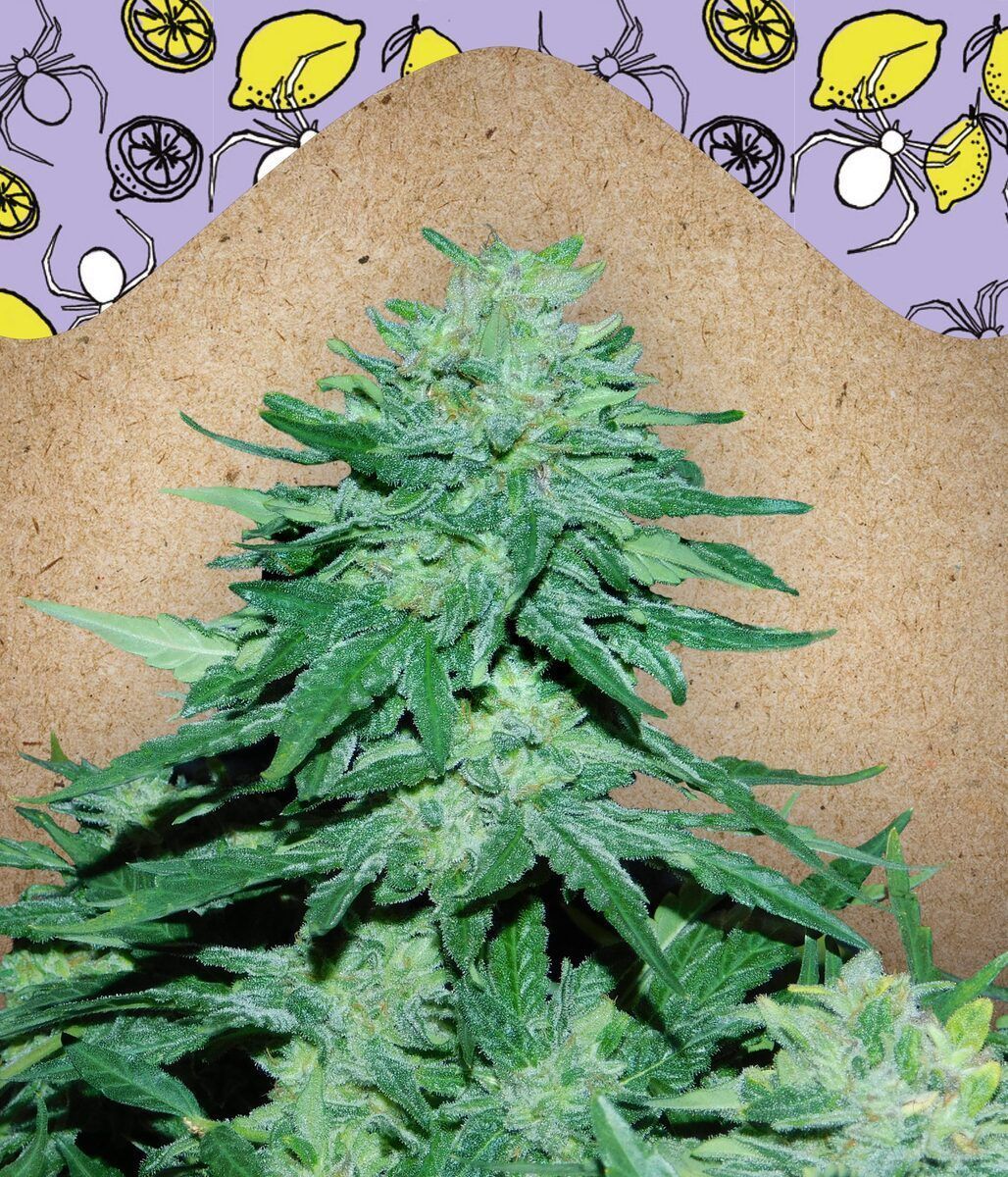 Automatic Cannabissamen White Widow x Big Bud