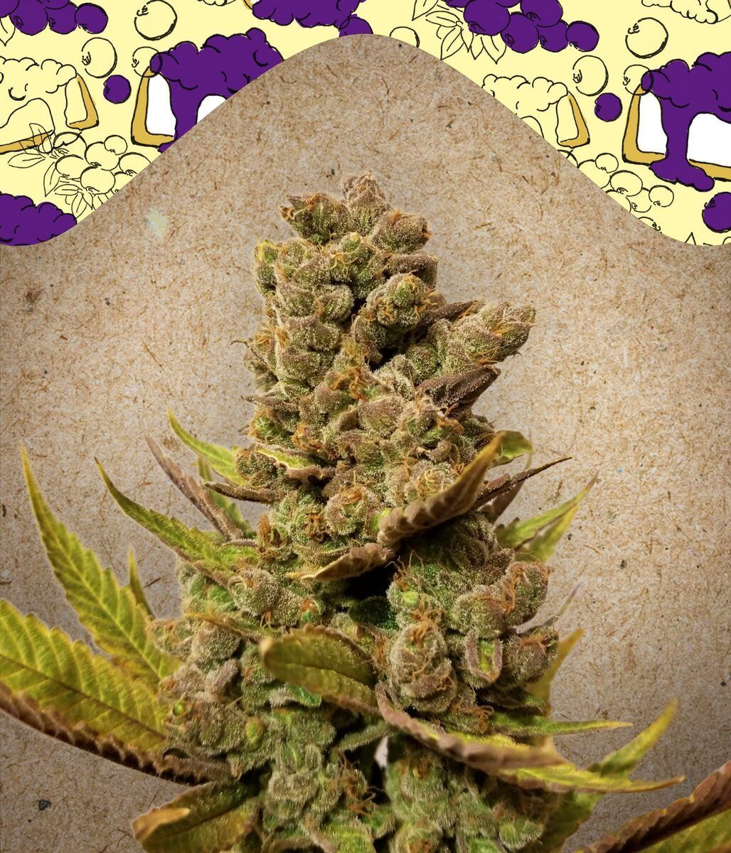 Blueberry Cheesecake feminisierte Cannabissamen