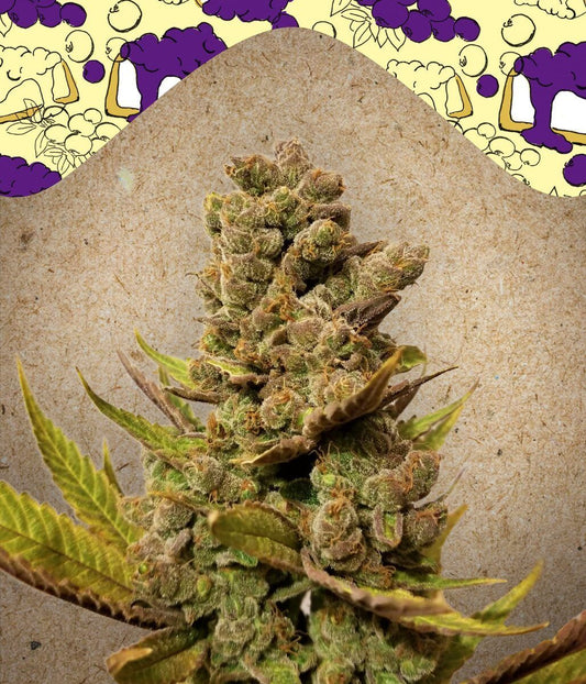 Blueberry Cheesecake feminisierte Cannabissamen