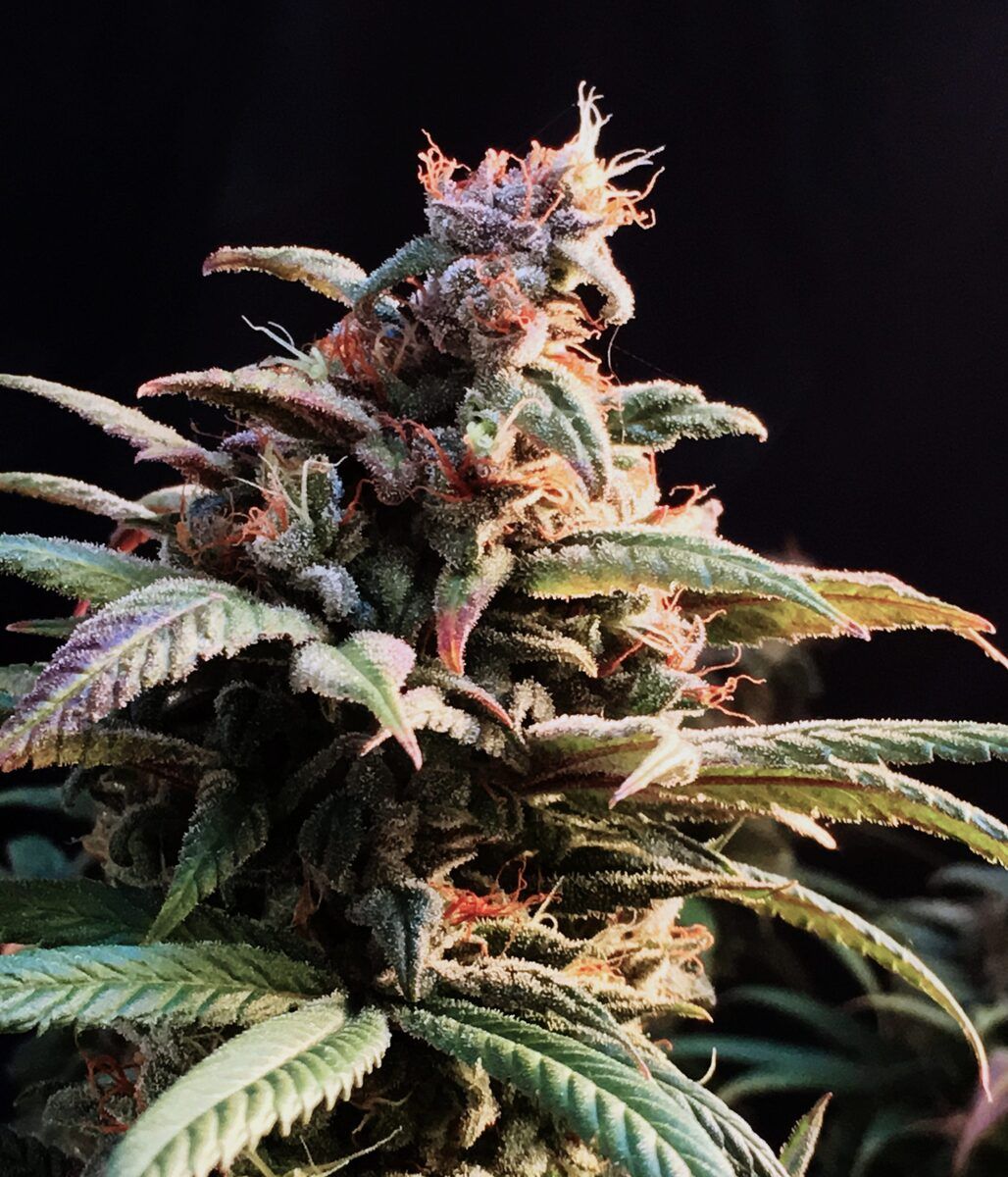 Female Seeds Blueberry Cheesecake Feminisierte Hanfsamen