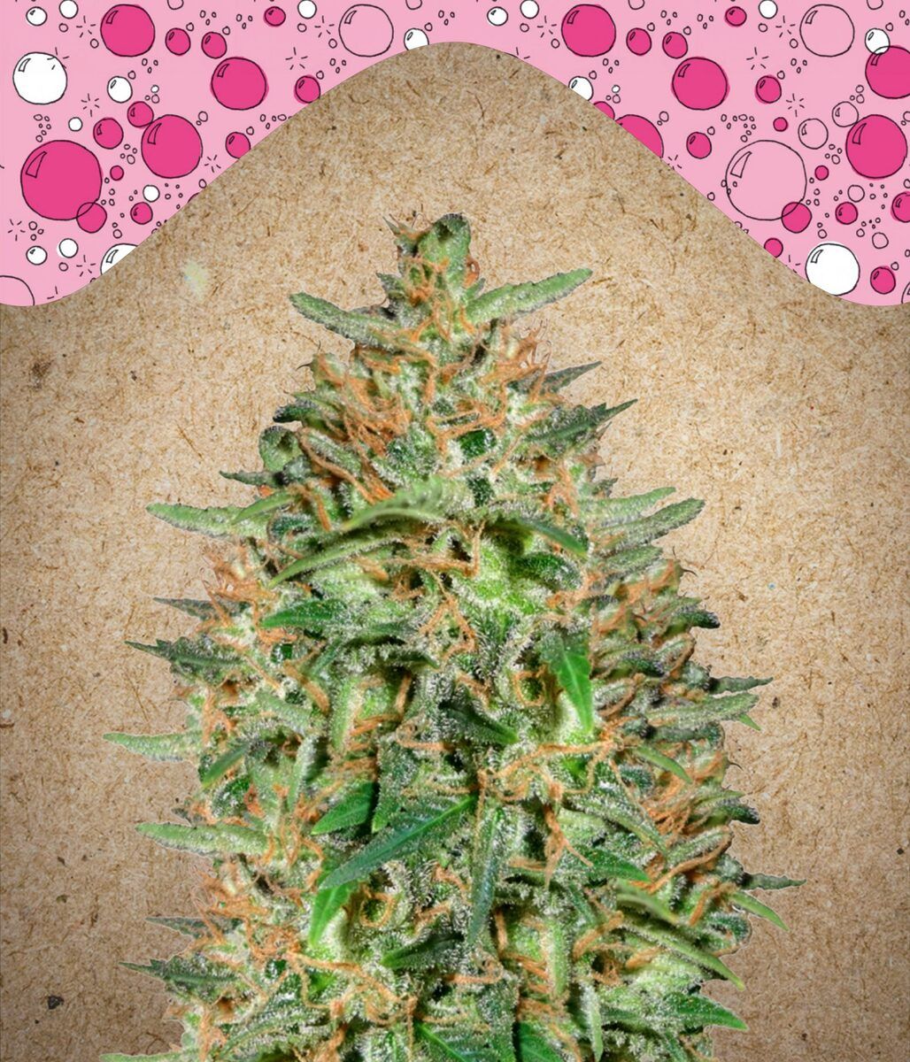 Bubblegummer feminisierte Cannabissamen