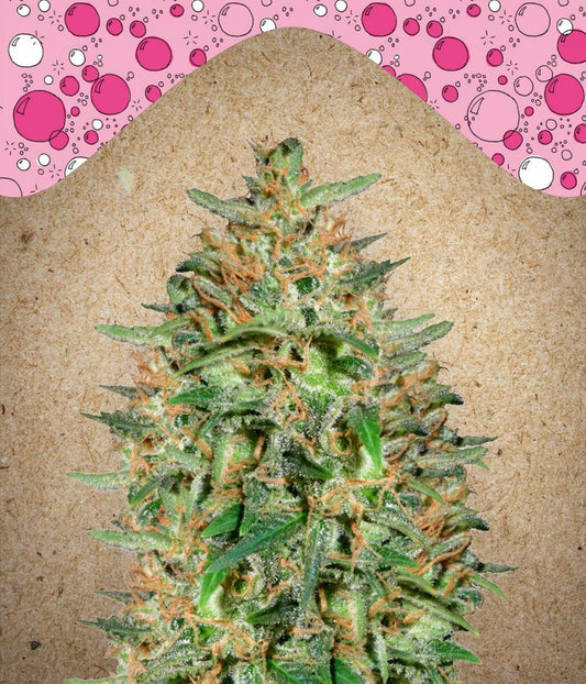 Bubblegummer feminisierte Cannabissamen