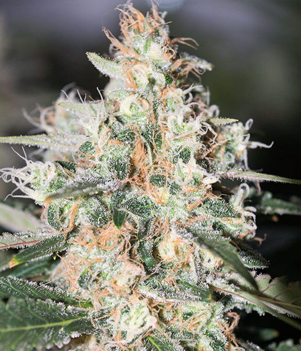 Female Seed Bubblegummer Feminisierte Hanfsamen