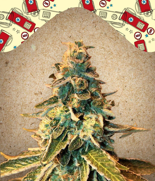 Chem OG feminisierte Cannabissamen