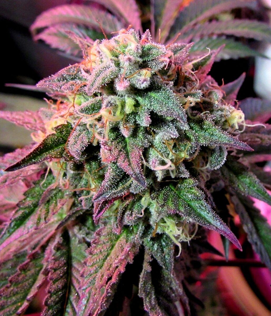 Female Seeds Cherry Pie feminisierte Hanfsamen
