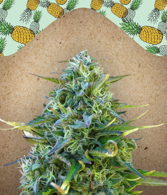 Critical Sour feminisierte Cannabissamen