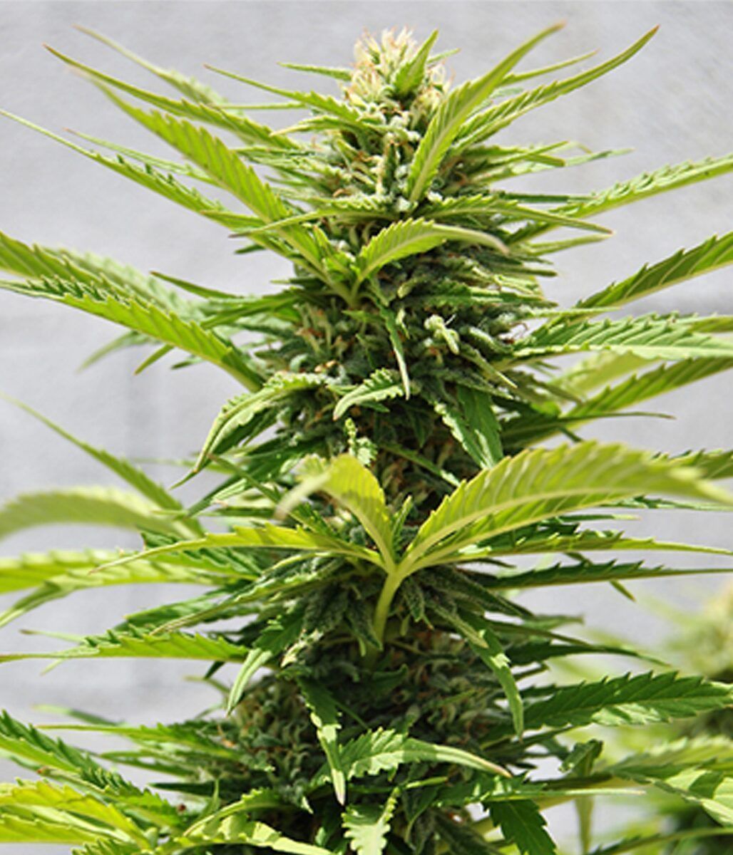 Female Seeds Critical Sour feminisierte Hanfsamen