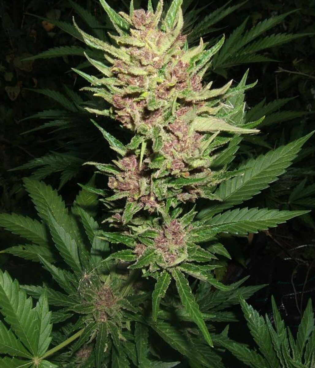 Female Seeds Gelato Automatic Hanfsamen 