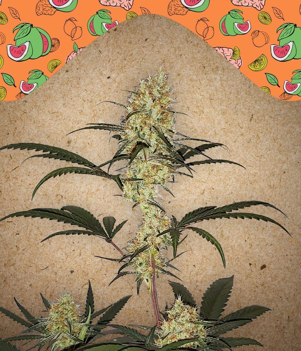 Grape Amnesia feminisierte Cannabissamen