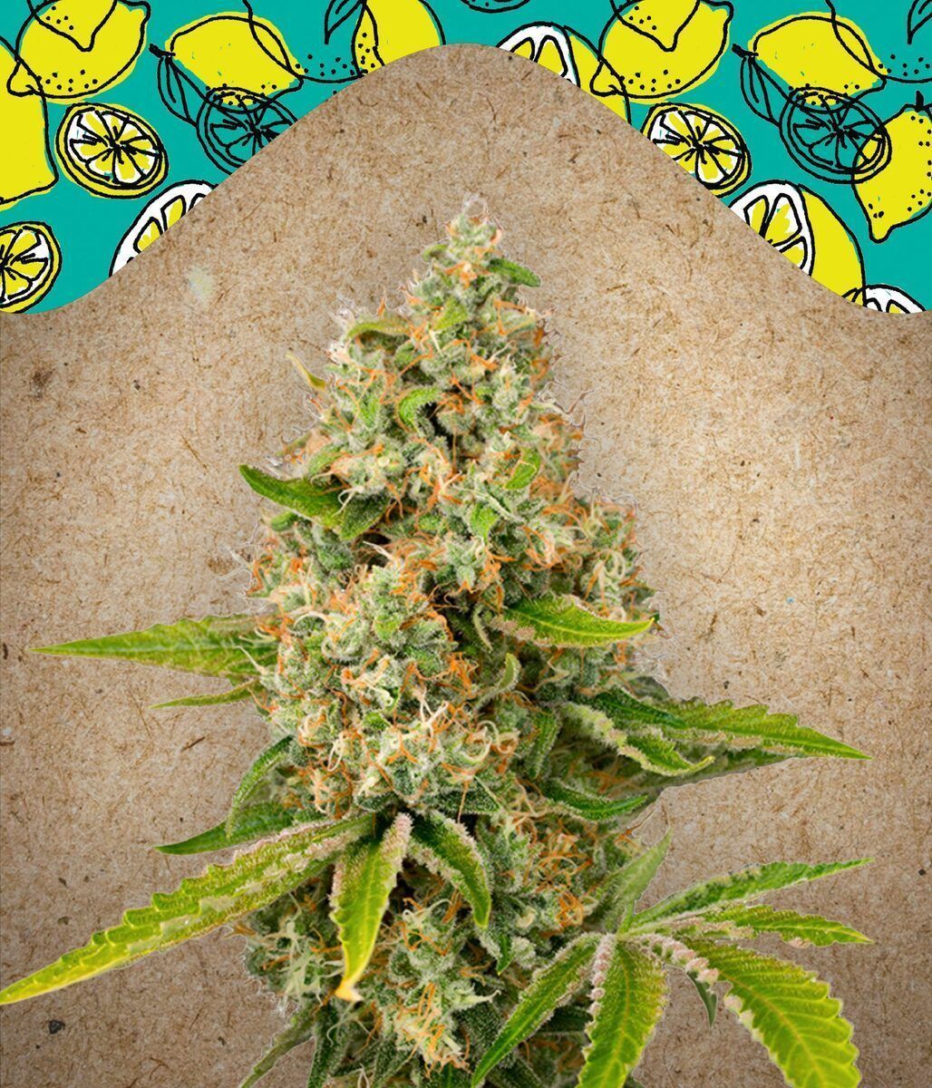 Lemon Kush feminisierte Cannabissamen