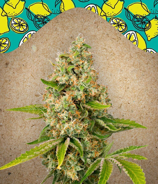 Lemon Kush feminisierte Cannabissamen