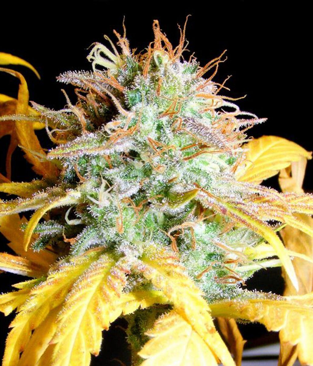 Female Seeds Lemon Kush Feminisierte Hanfsamen