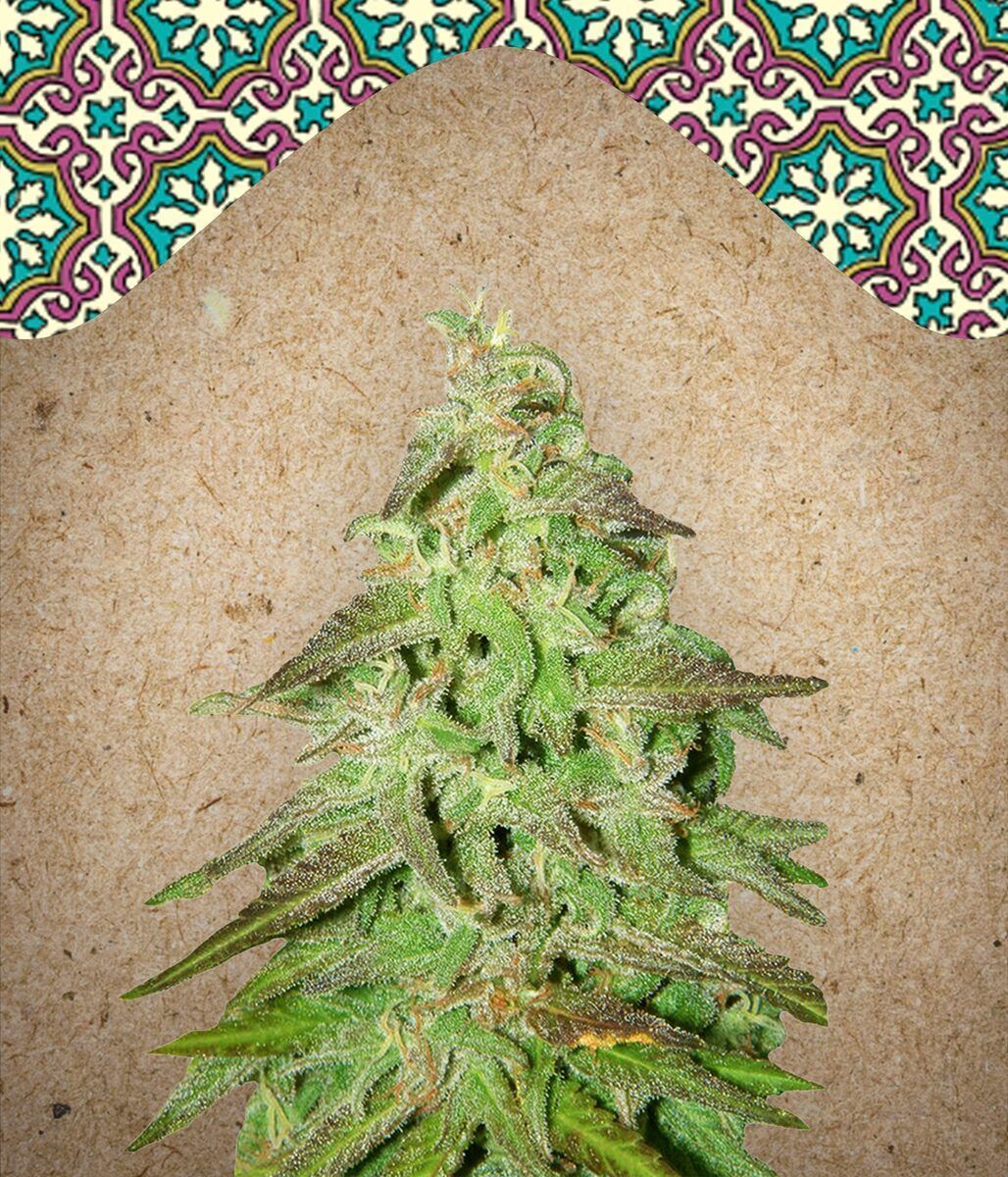 Maroc feminisierte Cannabissamen