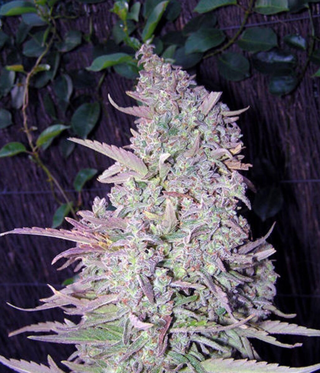 Female Seed White Maroc Feminisierte Hanfsamen