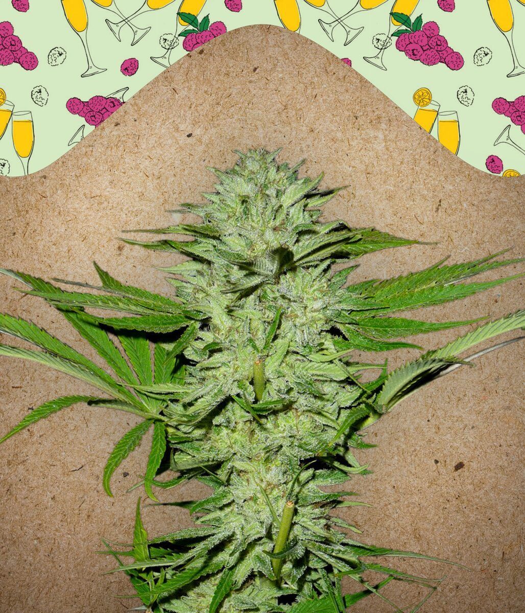 Mimosa Champagne feminisierte Cannabissamen