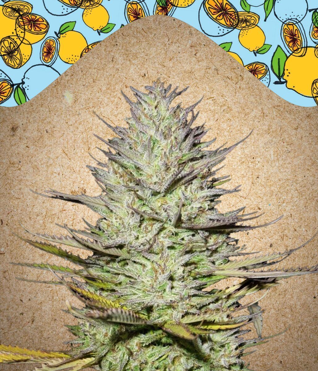 Outdoor Grapefruit feminisierte Cannabissamen