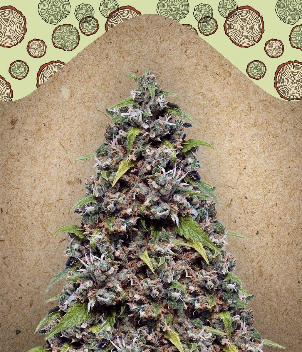 Pure AK feminisierte Cannabissamen