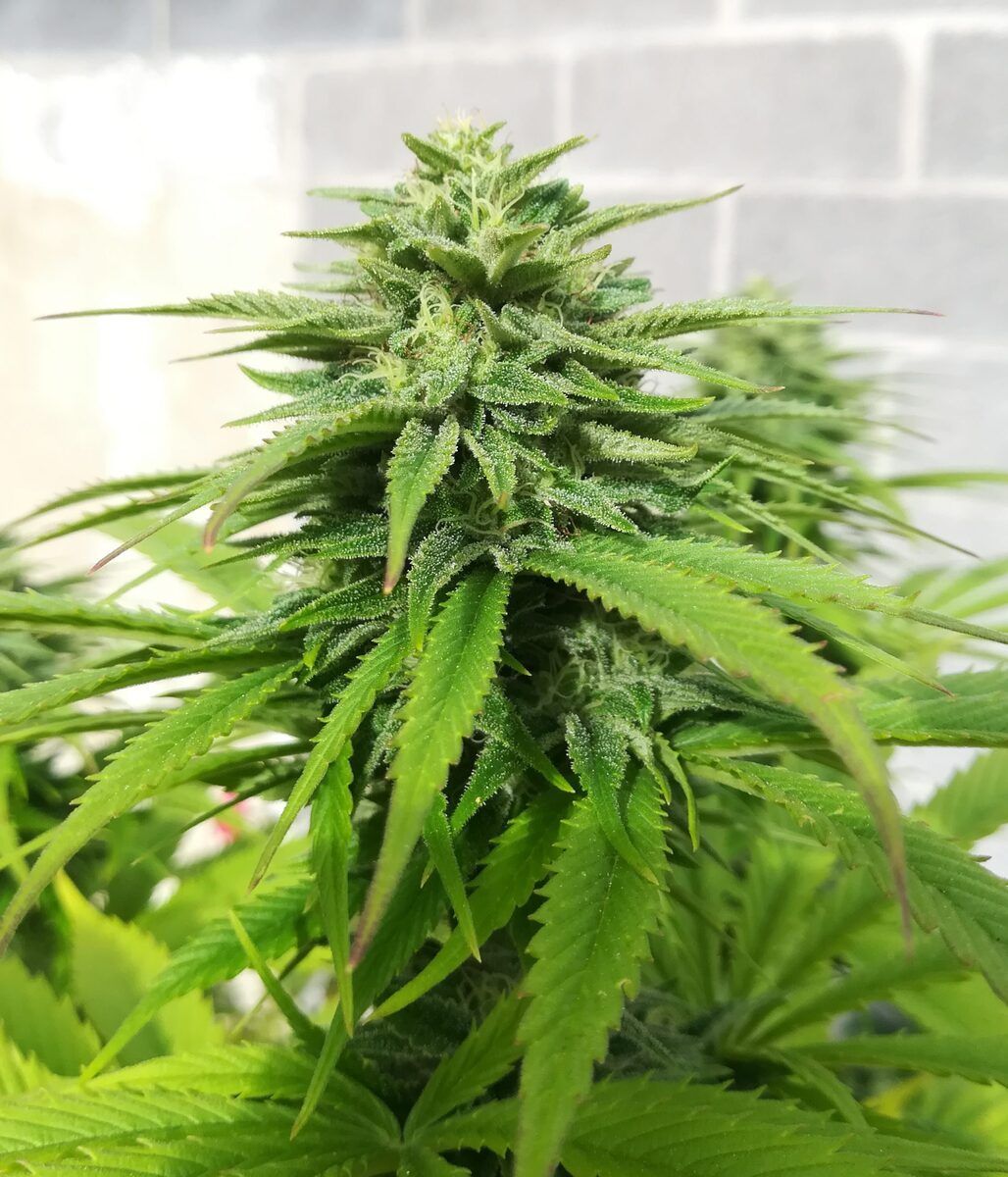 Female Seed Pure AK Feminisierte Hanfsamen