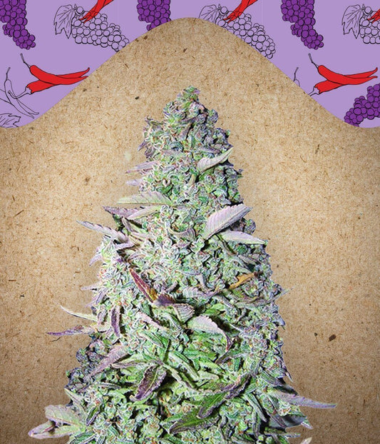 Purple Maroc feminisierte Cannabissamen