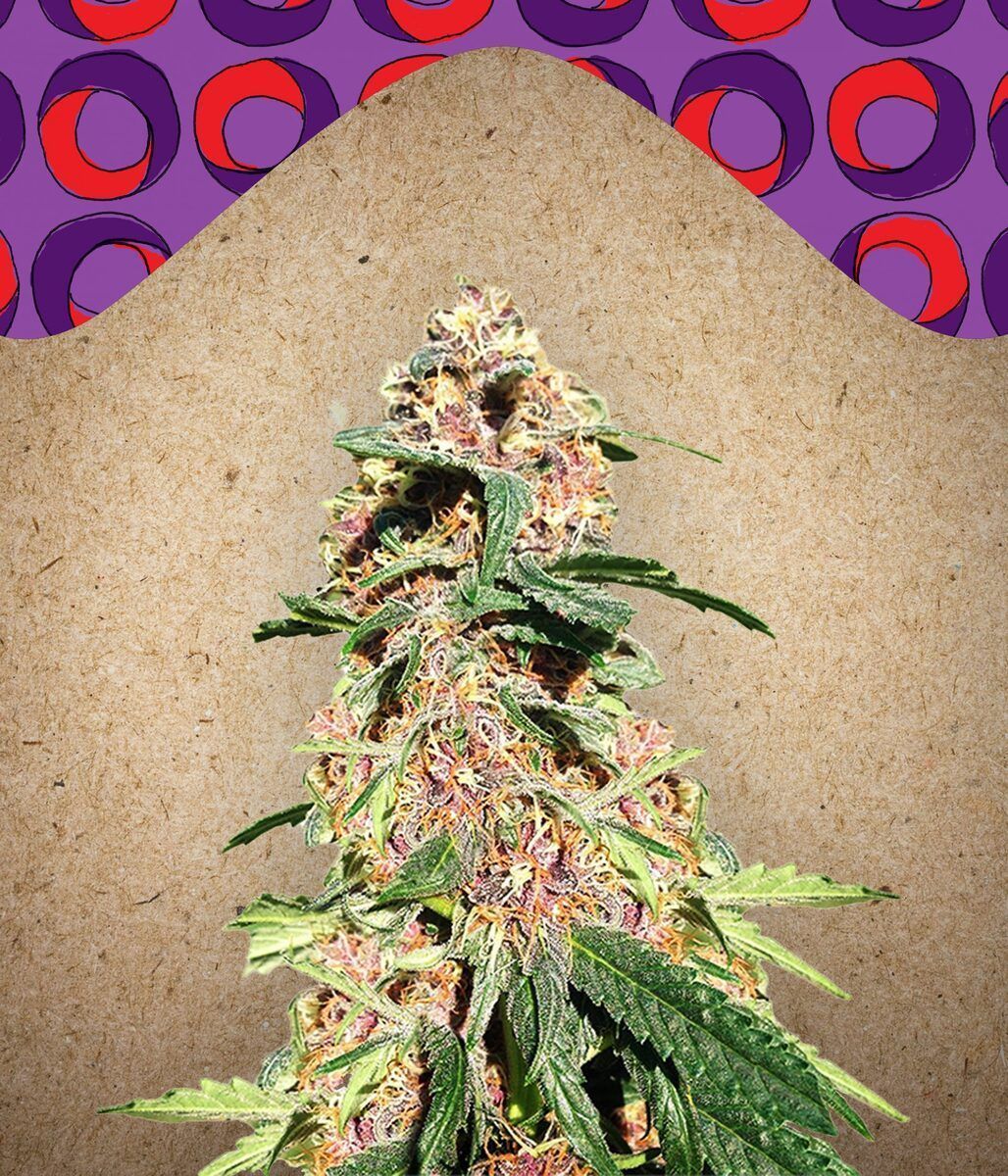 Red Purps feminisierte Cannabissamen