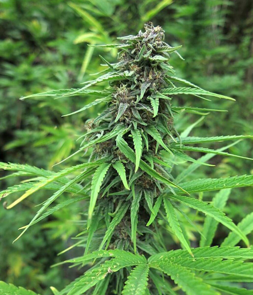 Female Seeds Red Purps Feminisierte Hanfsamen