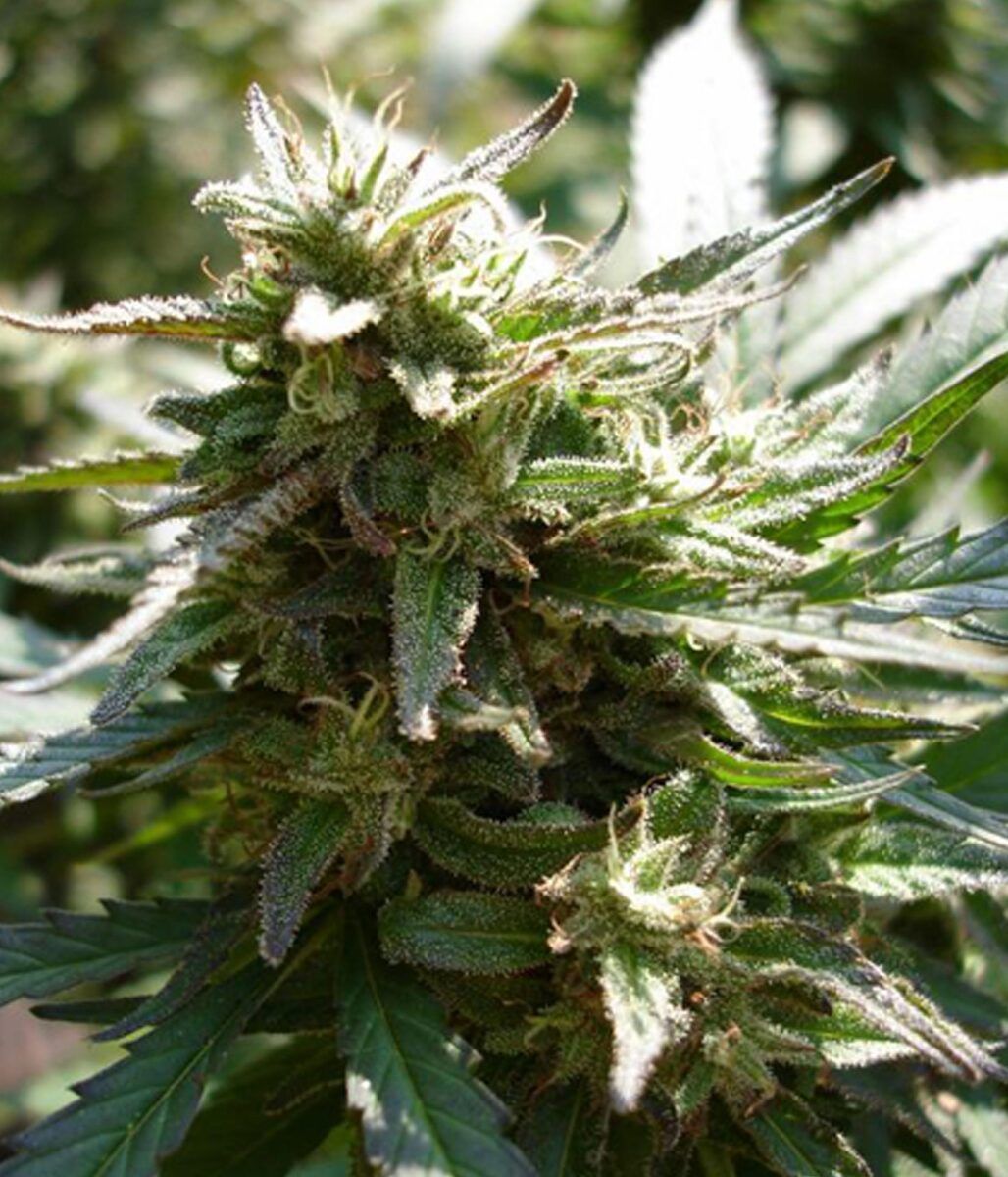 Female Seeds Eeasy Sativa Feminisierte Hanfsamen