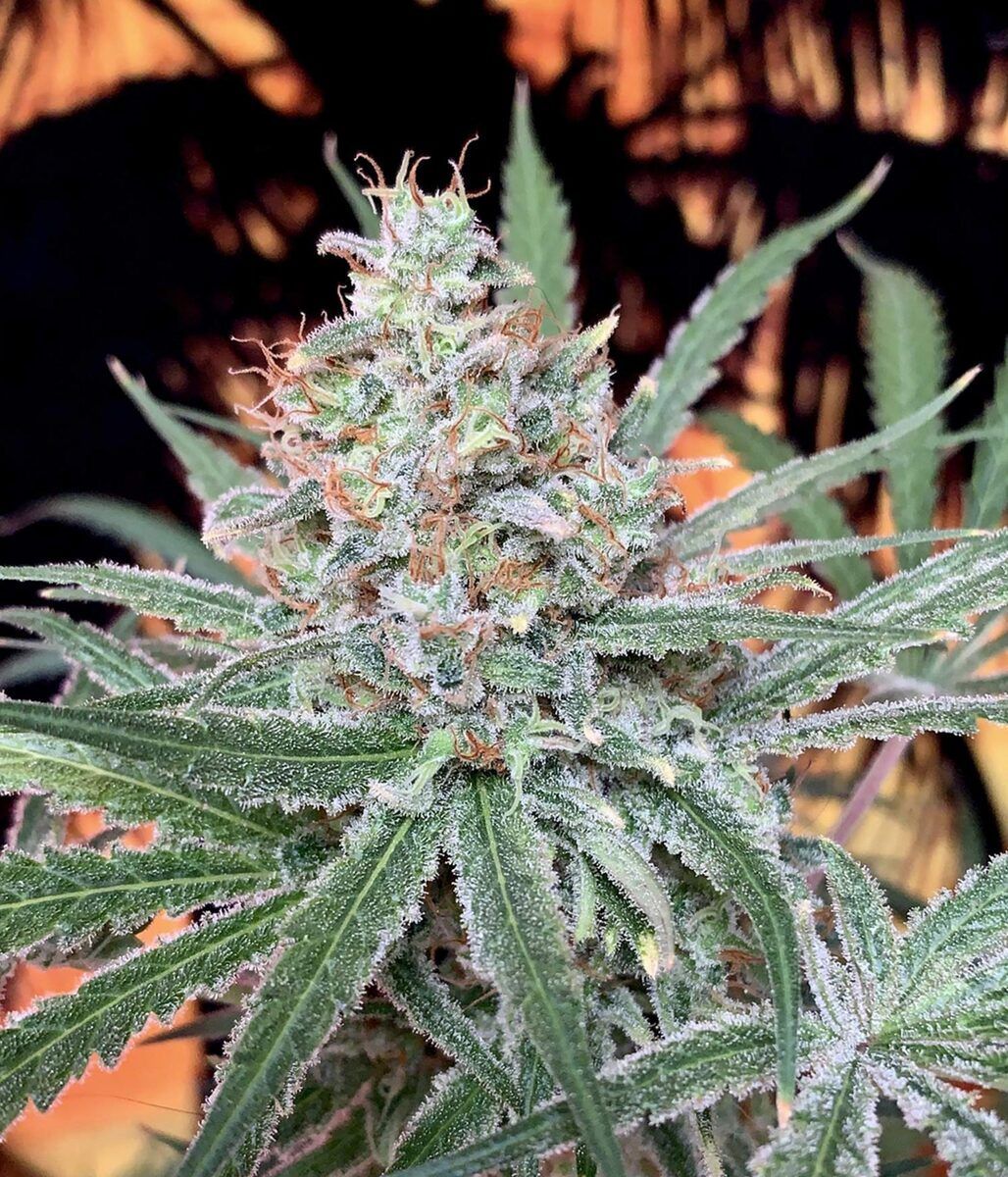 Female Seeds SexBud Feminisierte Hanfsamen