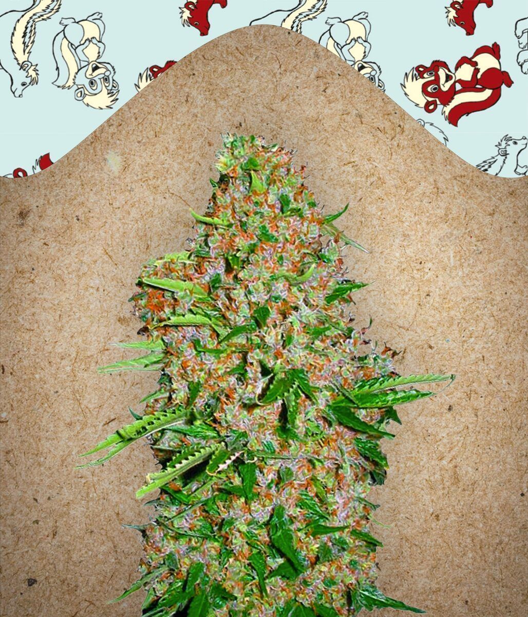 Skunk Special feminisierte Cannabissamen