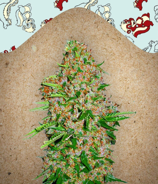 Skunk Special feminisierte Cannabissamen