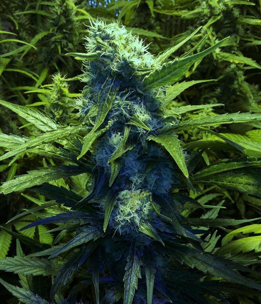 Female Seeds Skunk Special Feminisierte Hanfsamen