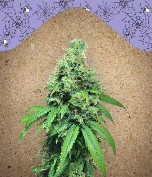 White Widow x Big Bud feminisierte Cannabissamen