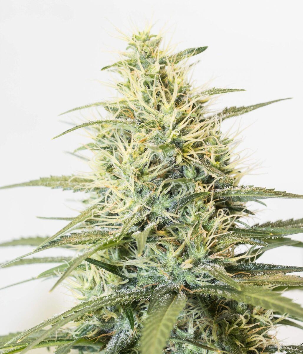 Female Seed White Widow x Big Bud Feminisierte Hanfsamen