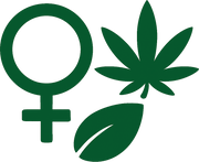 Feminisierte Cannabissamen