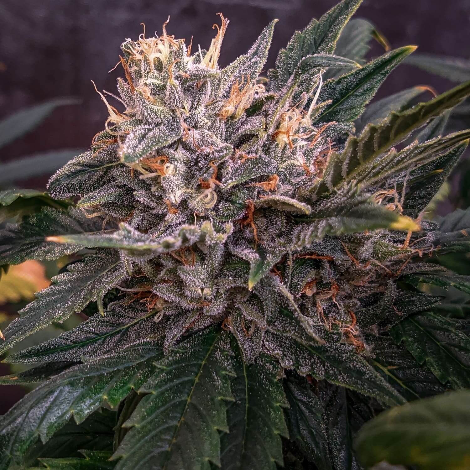 Mephisto Genetics Forgotten Cookies Automatic Hanfsamen